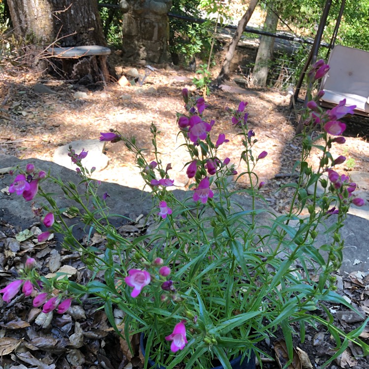 plant image 1346745
