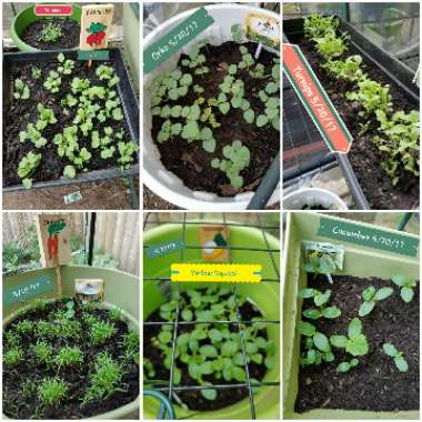Kelly's garden