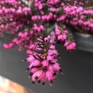 Calluna vulgaris 'Pink Madonna' (Garden Girls Series)