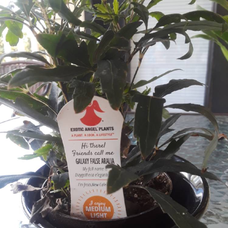 Plant image Schefflera elegantissima 'Galaxy' syn. Dizygotheca elegantissima 'Galaxy'