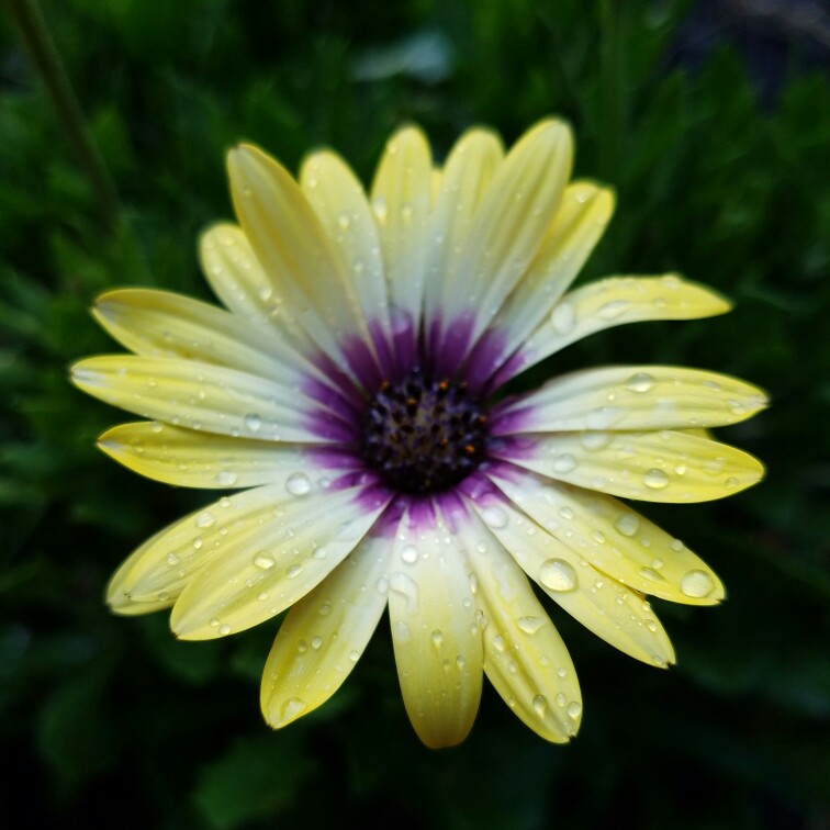 Plant image Osteospermum 'Serenity Blue Eyed Beauty'