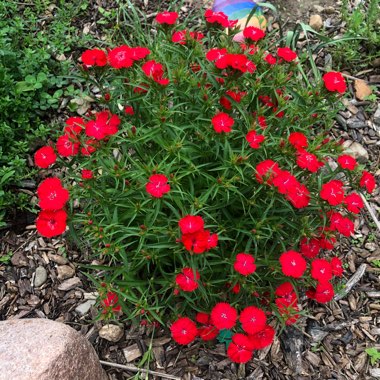 Kim's garden