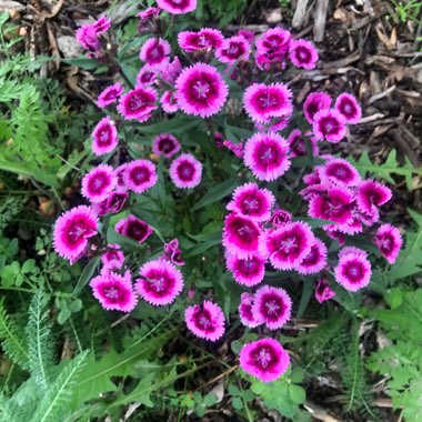 Kim's garden