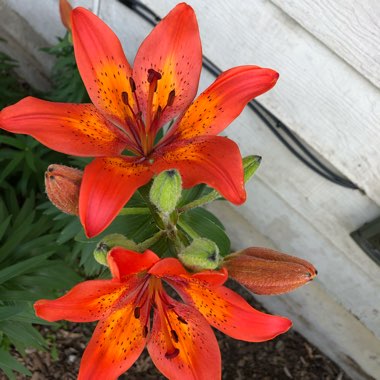 Kim's garden