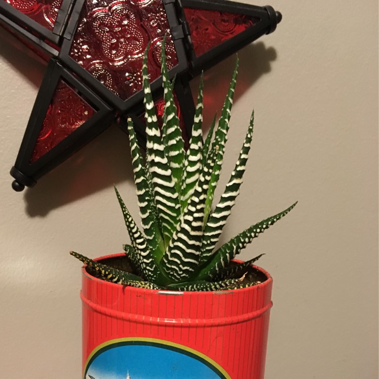 plant image 295624