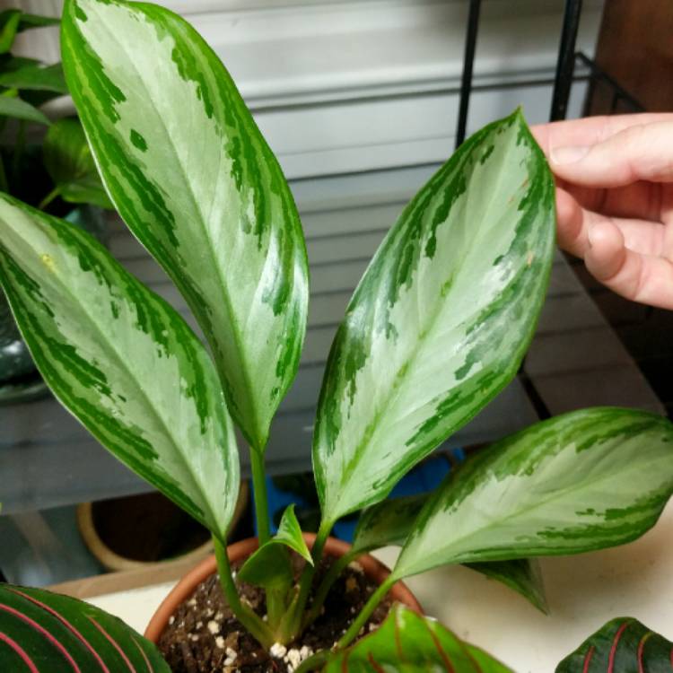 Plant image Aglaonema Silver Bay