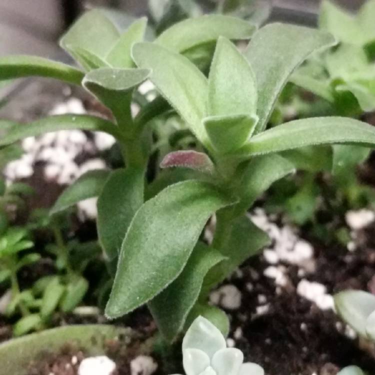 plant image 1015870