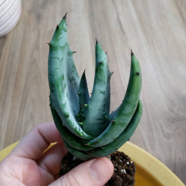 Plant image Aloe peglerae