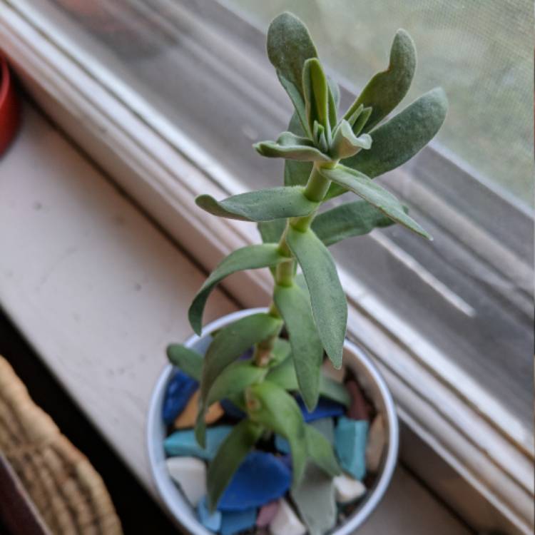 plant image 583473