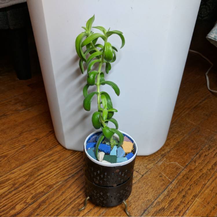 plant image 602127