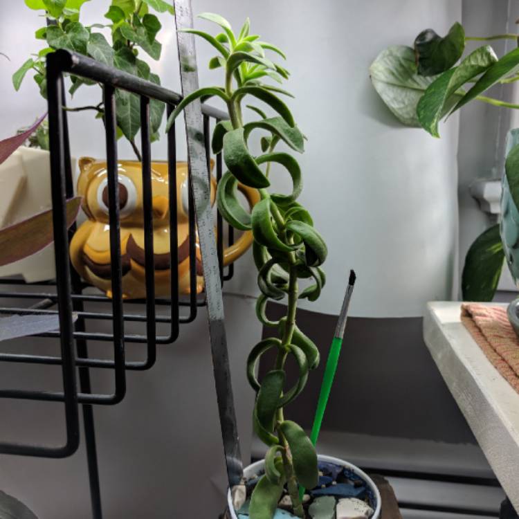 plant image 664525