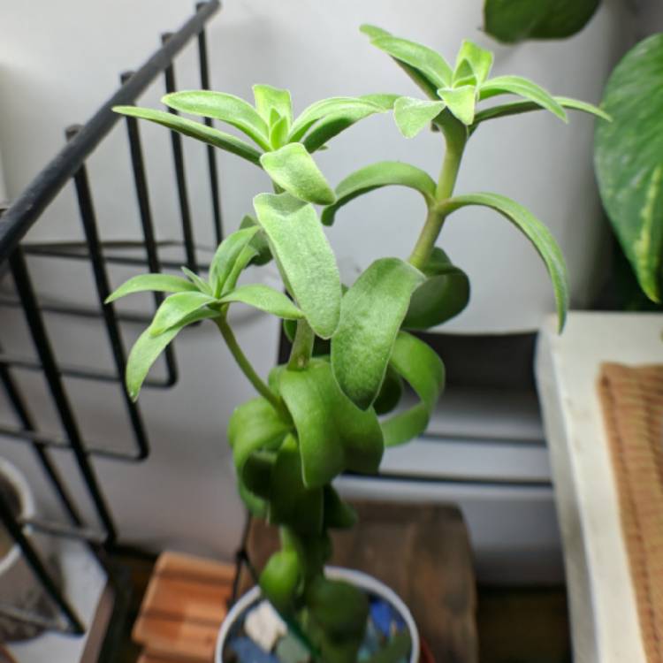 plant image 664535