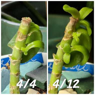 Crassula pubescens subsp. rattrayi