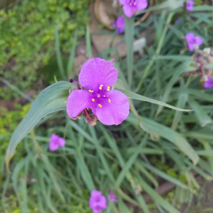 plant image 1307249