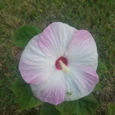 Kristy's garden