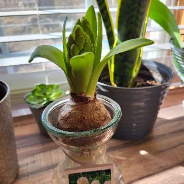 Kristy's garden