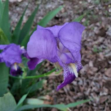 Kristy's garden