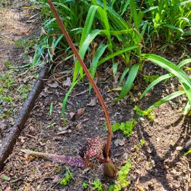 Kristy's garden