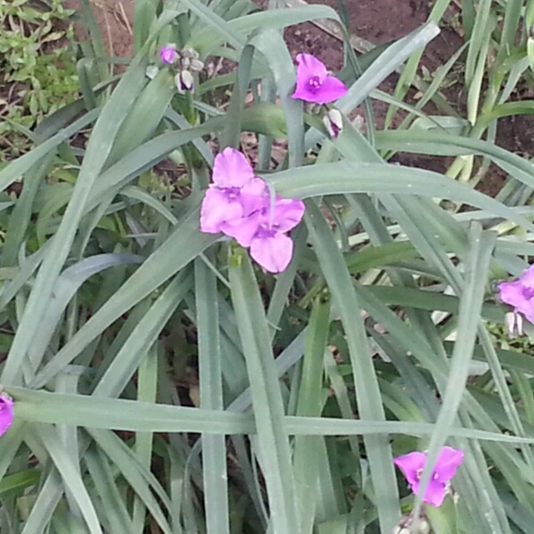 Plant image Tradescantia (Andersoniana Group) 'Purple Dome'