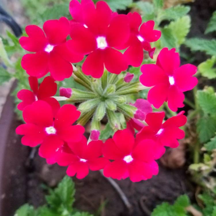 Plant image Verbena 'Magelana Red'