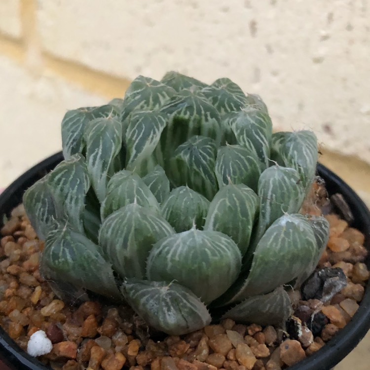 plant image 1028226