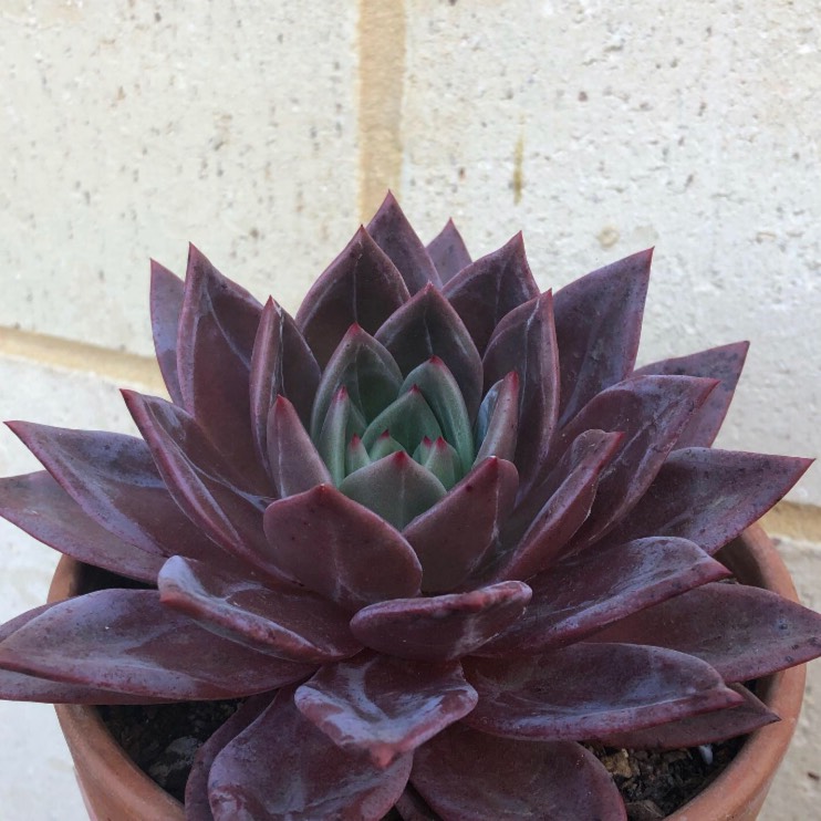 plant image 1054105 plant image 1054105