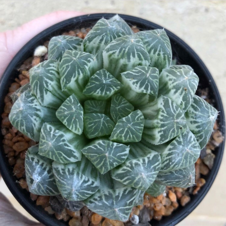 Plant image Haworthia Cooperi Variegata