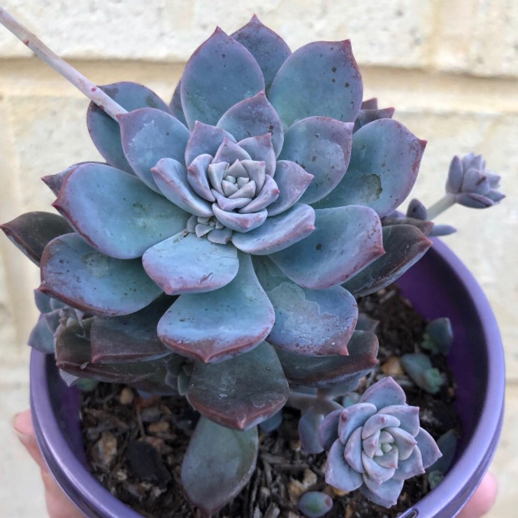 Plant image xGraptoveria Milky Way