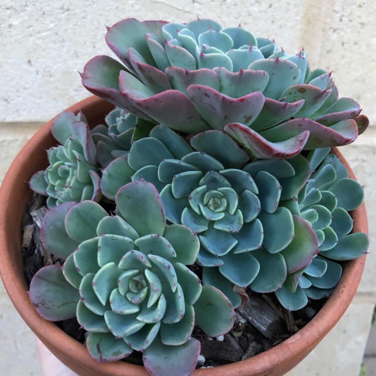 plant image 1054143 plant image 1054143