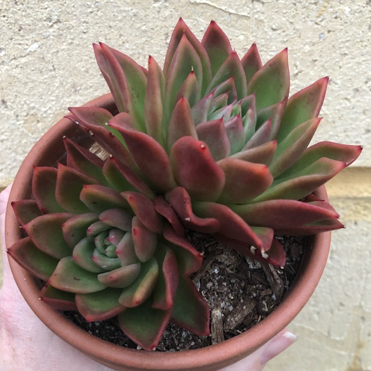 plant image 1096373 plant image 1096373