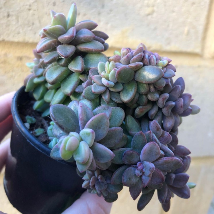 plant image 1106328