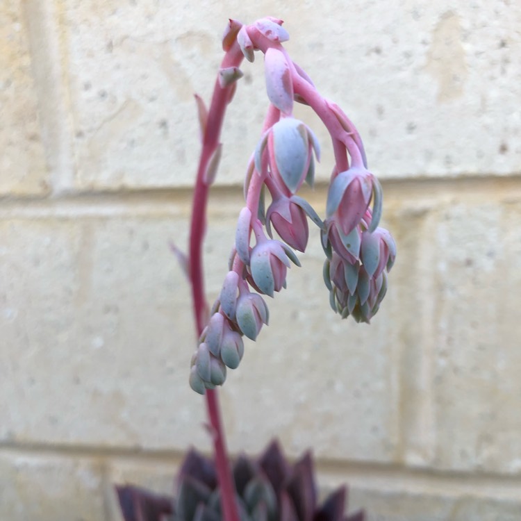 plant image 1145138 plant image 1145138