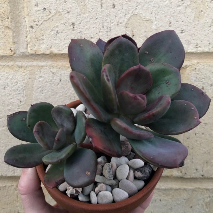 plant image 1151796 plant image 1151796