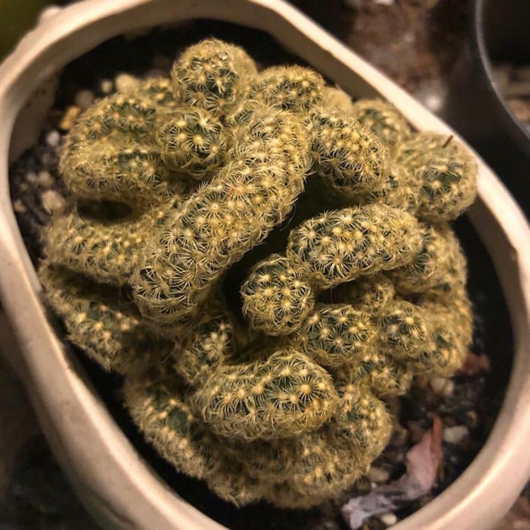 plant image 1151797