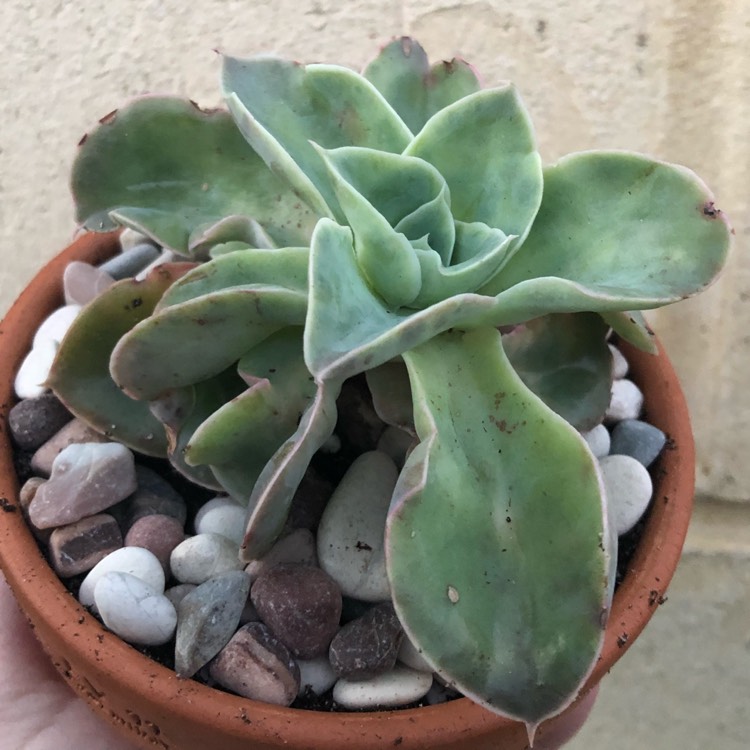 plant image 1151798