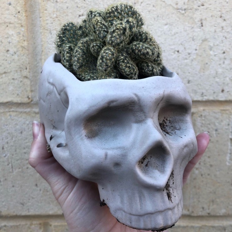 plant image 1159803