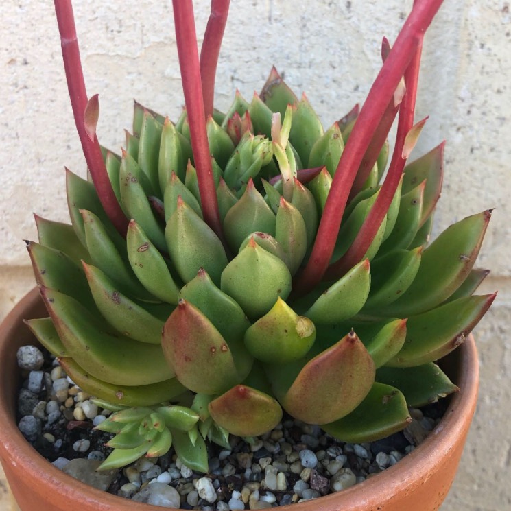 plant image 1183298 plant image 1183298