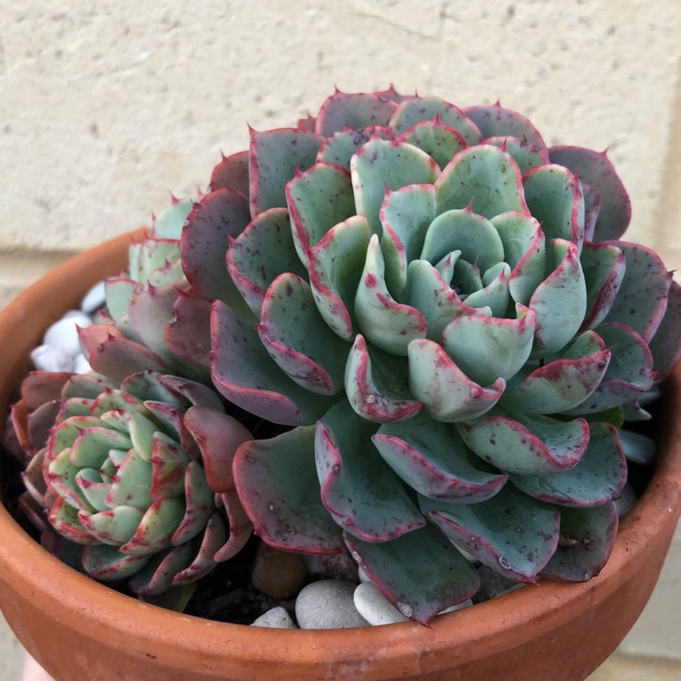 plant image 1183994 plant image 1183994