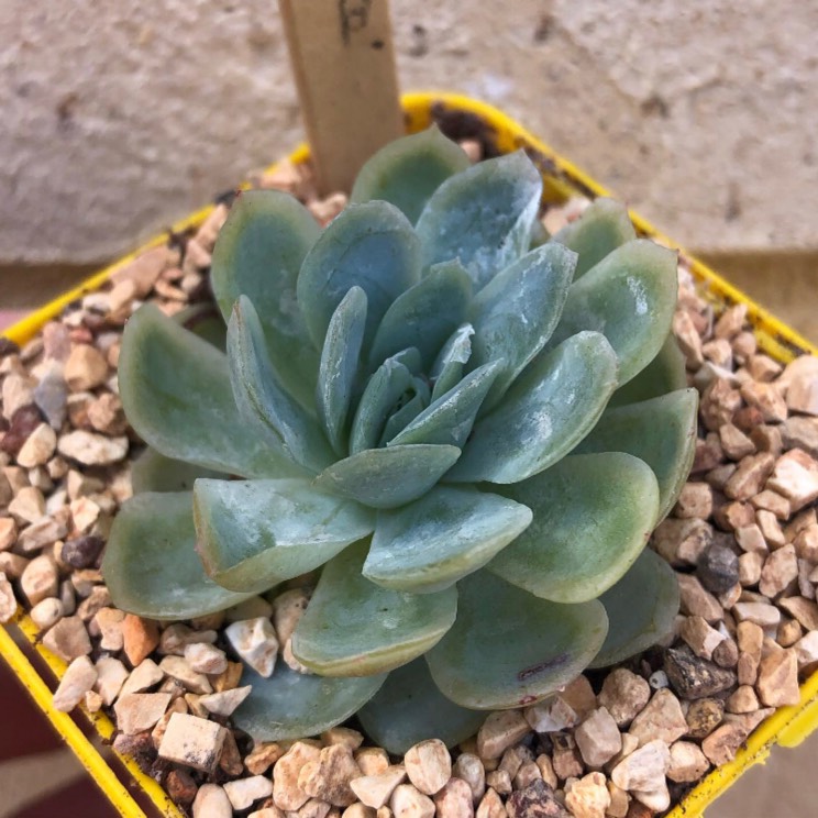 Plant image Echeveria Raspberry Ice