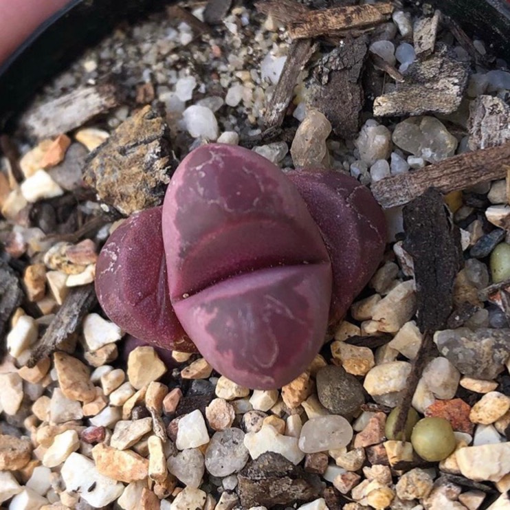 plant image 1214537 plant image 1214537