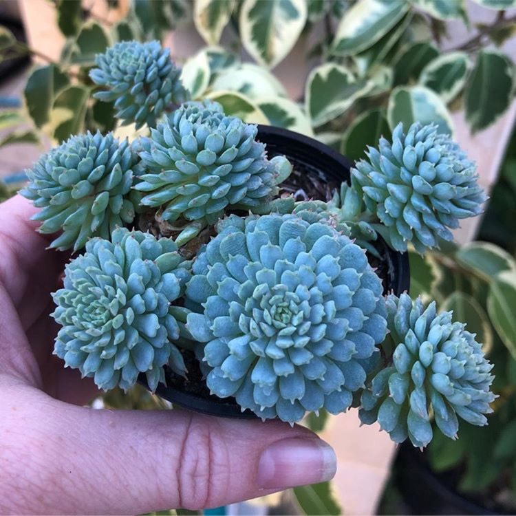Plant image Echeveria Vincent Catto