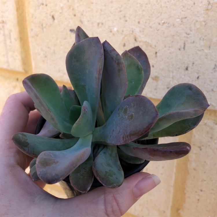 plant image 743051 plant image 743051