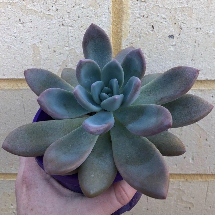 plant image 745113 plant image 745113
