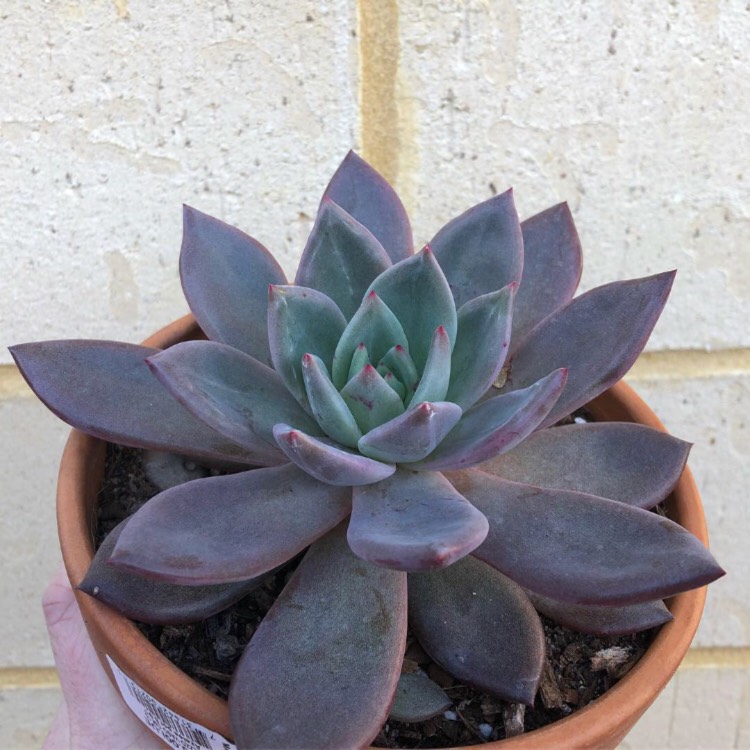 plant image 745114 plant image 745114