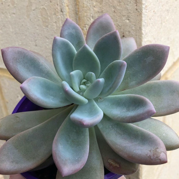 plant image 784514 plant image 784514