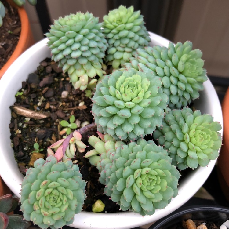 Plant image Echeveria Vincent Catto