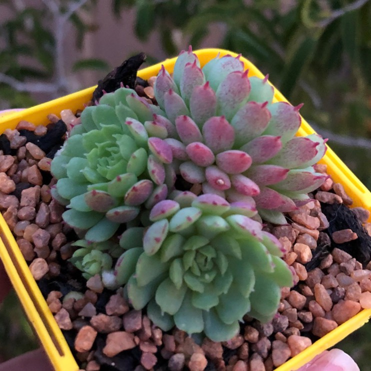 Plant image Echeveria Vincent Catto