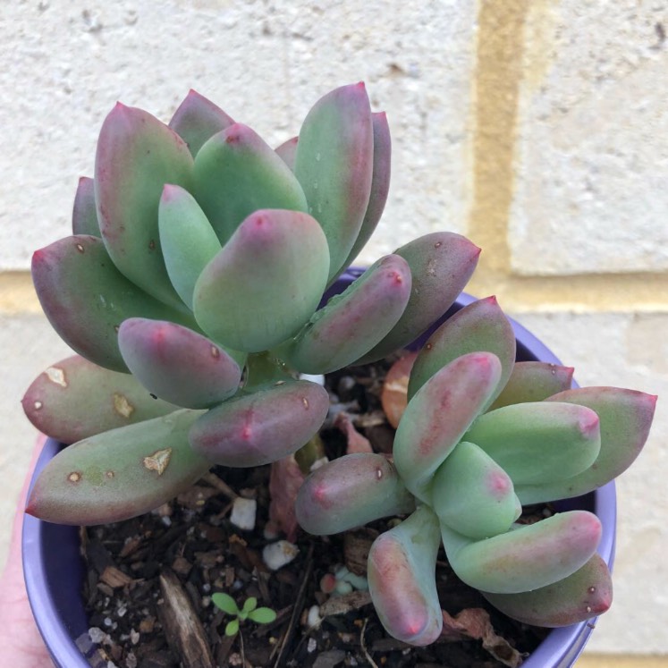 Plant image x Pachyveria Dr Cornelius