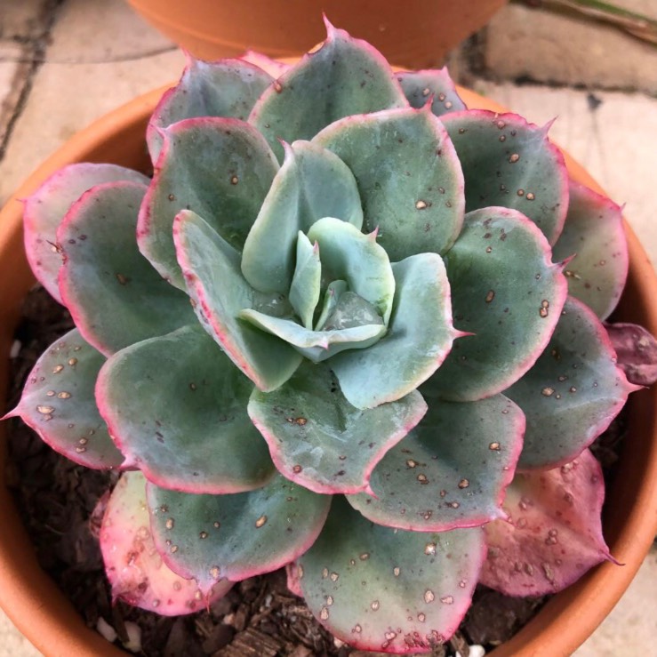 plant image 859181