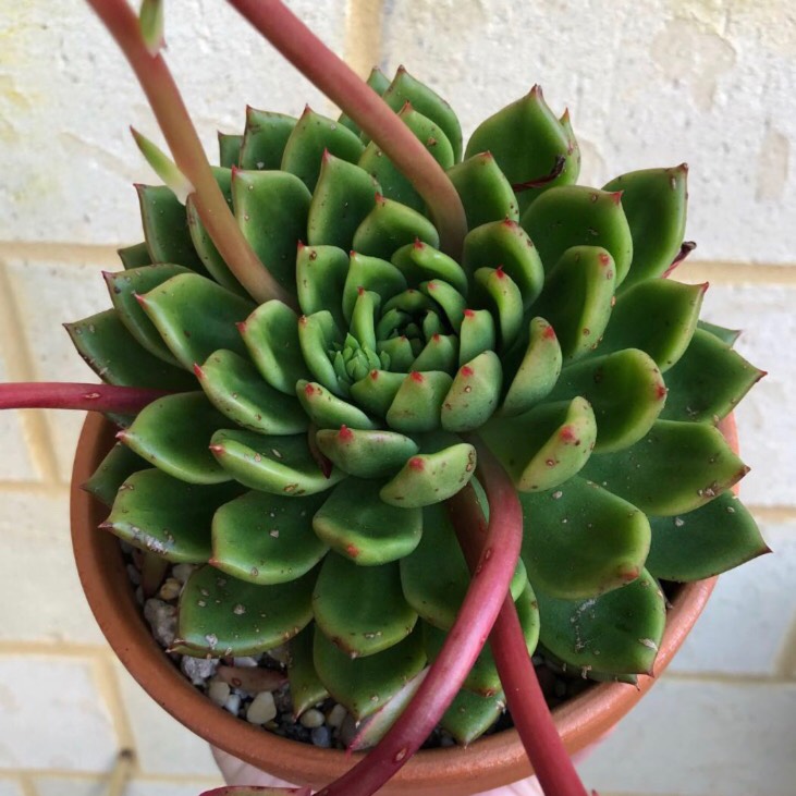 plant image 860056 plant image 860056